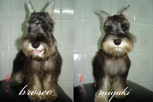 family_dogs_b.JPG