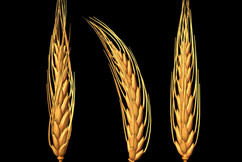 wheat_thumb.jpg