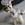Bosco photo