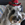 Bosco photo
