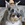 Bosco photo