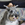 Bosco photo
