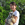 Bosco photo