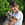 Bosco photo