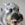 Bosco photo