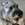 Bosco photo