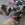 Bosco photo