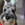 Bosco photo