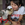 Bosco photo