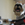 Bosco photo