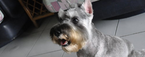 bosco_thumb1.jpg