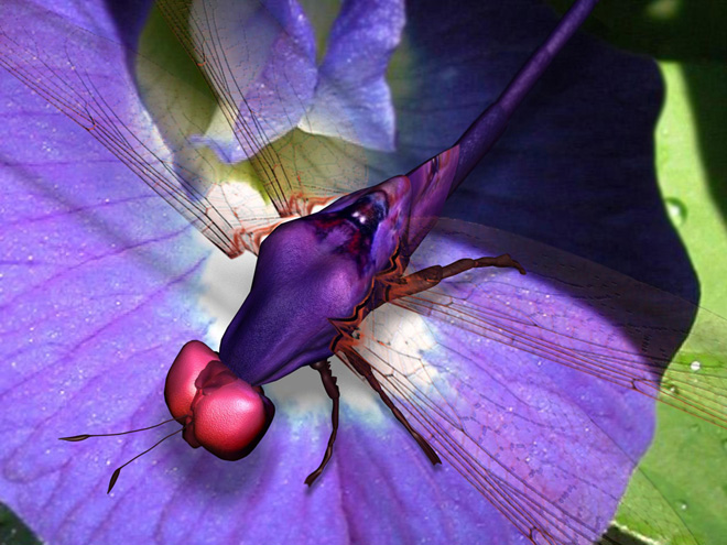  3D DragonFly 