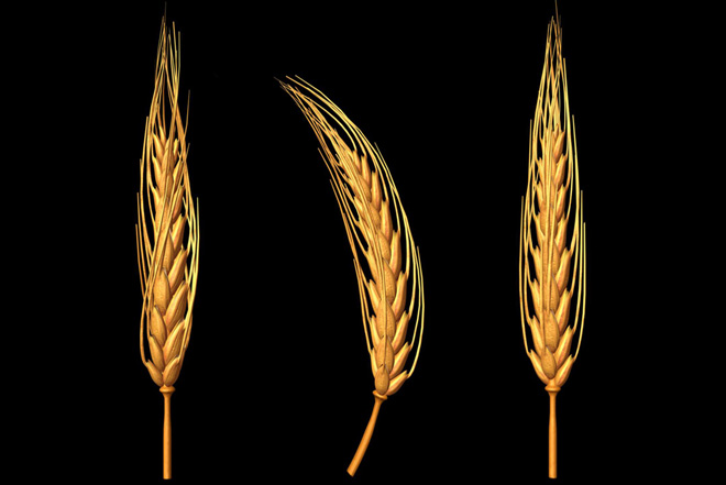  3D Wheat Design 